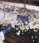 111015handoogst_chamignons